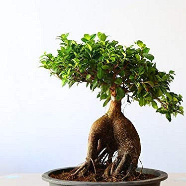 Bonsaj Ficus Microcarpa Ginseng