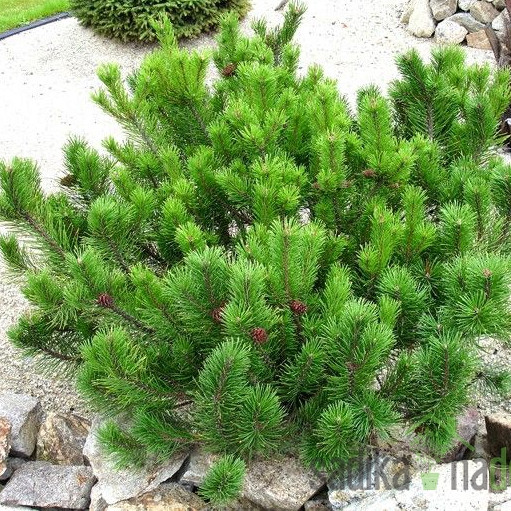 Bor planinski Pumilio (Pinus mugo)