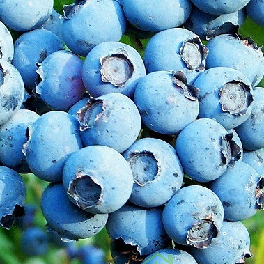 Ameriška borovnica Powder Blue