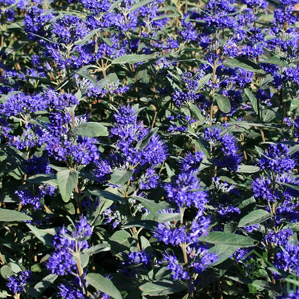 Bradatec Blauer Spatz (Caryopteris Clandonensis)