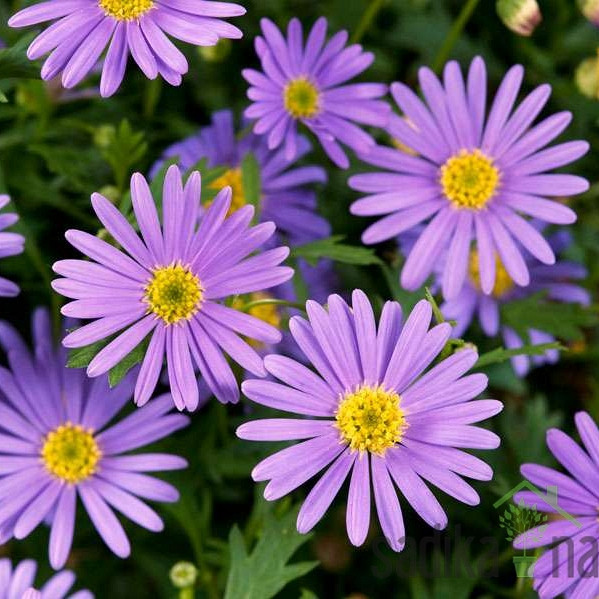 Brahikoma (Brachycome sp.)