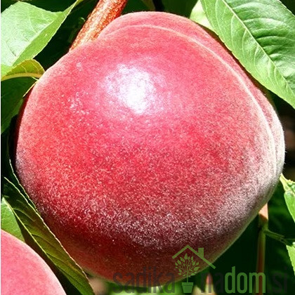 Breskev Early Redhaven