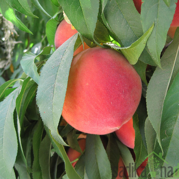 Breskev Elegant Lady