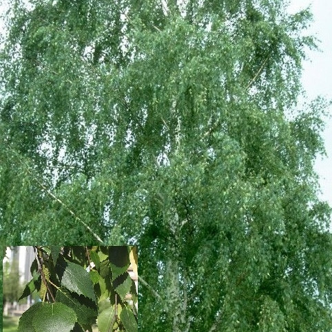 Navadna breza (Betula pendula)