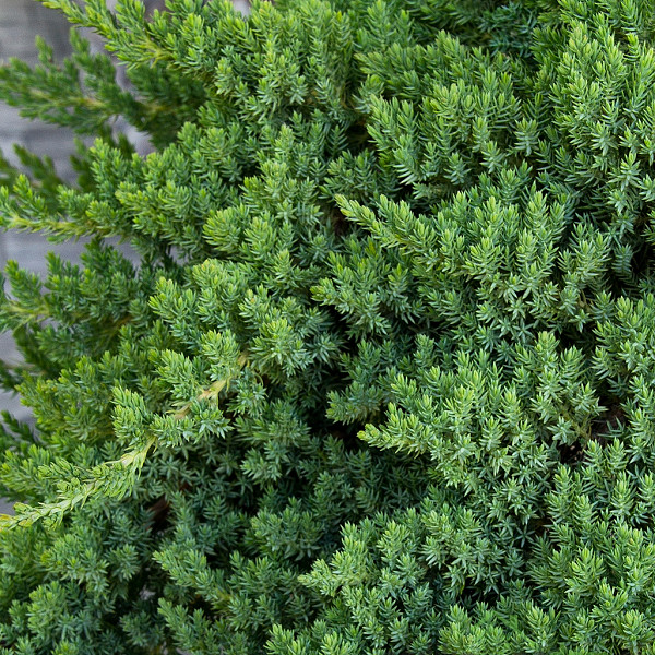 Brin Nana (Juniperus procumbens) 