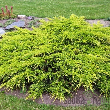 Brin Old Gold (Juniperus media)