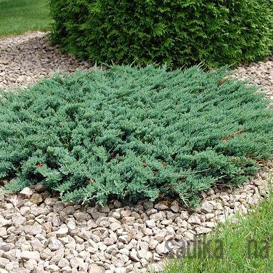 Brin plazeči Blue Chip (Juniperus horizontalis)