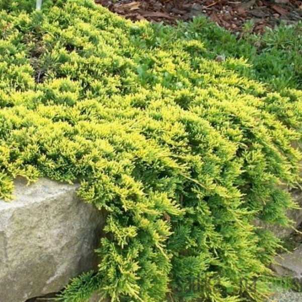 Brin plazeči Golden Carpet (Juniperus horizontalis)