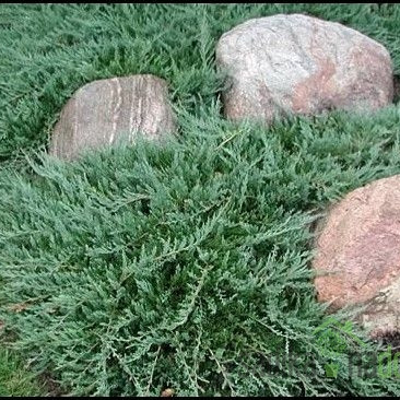 Brin plazeči Wiltonii (Juniperus horizontalis)