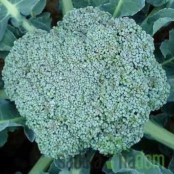Seme brokoli Calabrese Natalino 14