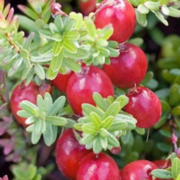 Brusnica Pilgrim (vaccinum macrocarpon)