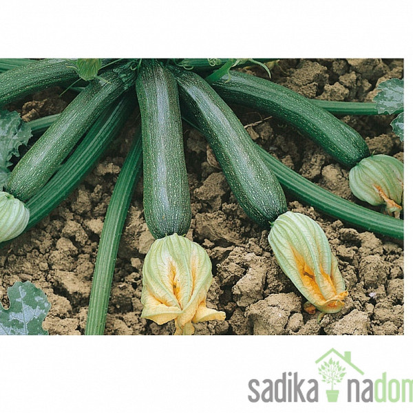 Seme bučka Aquilone F1 -PROFI