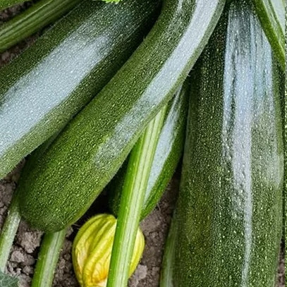 Seme bučke Diamant 691