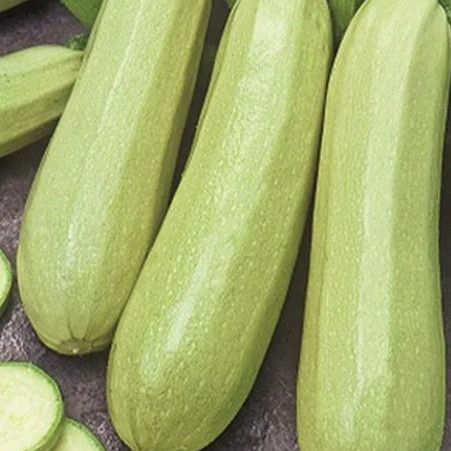 Seme bučke Bianca di Trieste 692