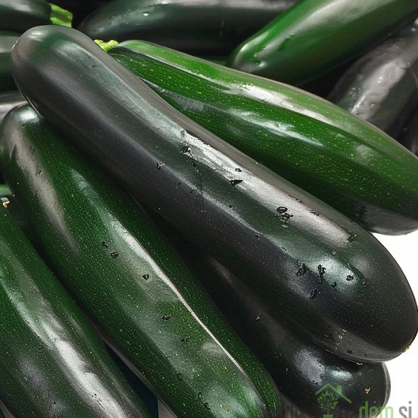 Seme bučka Black Beauty