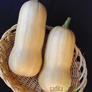 Seme Bučka Butternut Avalon A707