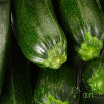 Bučka Elite / Safari/ Startgreen