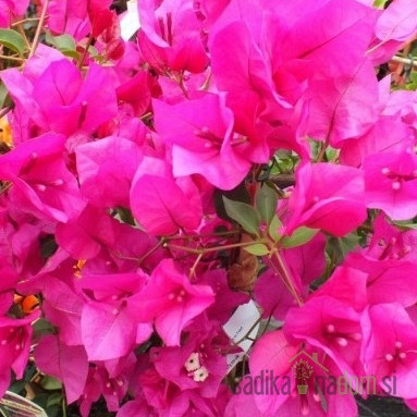 Bugenvileja Alexandra (Bougainvillea)