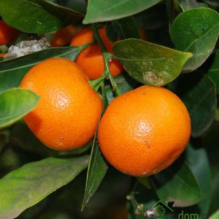 Calamondin (sobni mandarinovec) - S PLODOVI