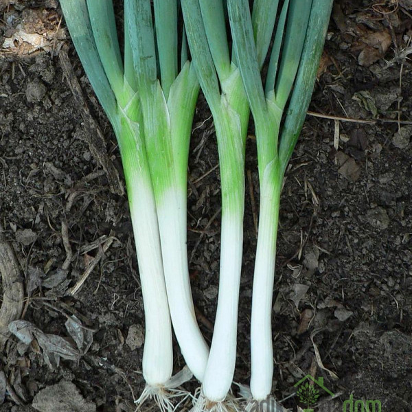 Seme Čebula Stoletna / Zimski luk A601