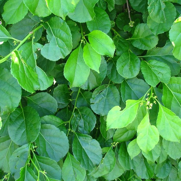 Navadni davlec/ orientalska grenčica M (Celastrus Orbiculatus)