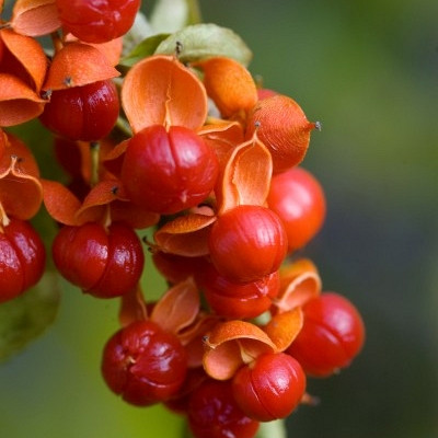 Ameriški davilec Bailumn (Celastrus Scandens)