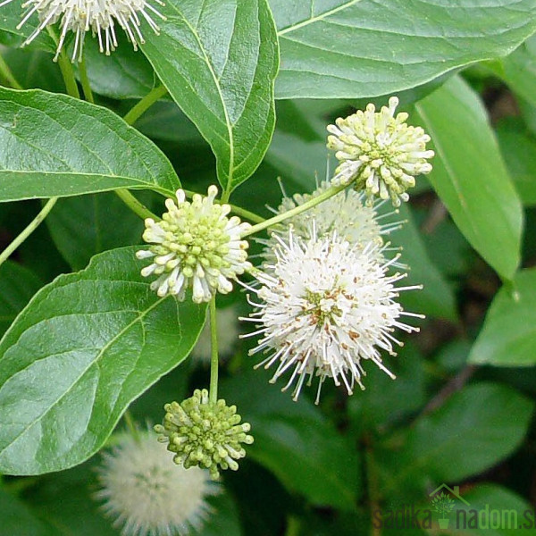 Gumbasti grm (Cephalanthus occidentais)