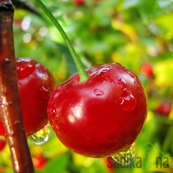 Češnja Compact Lambert - odlična HRUSTAVKA