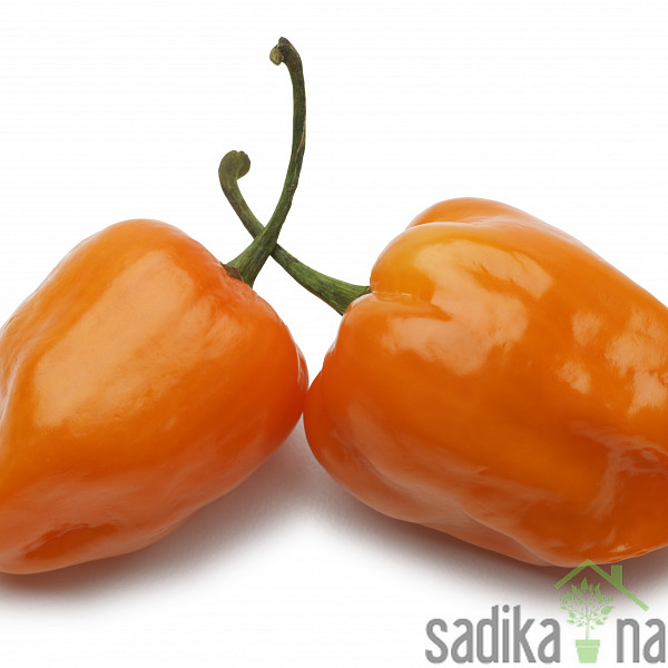 Feferon čili Habanero orange