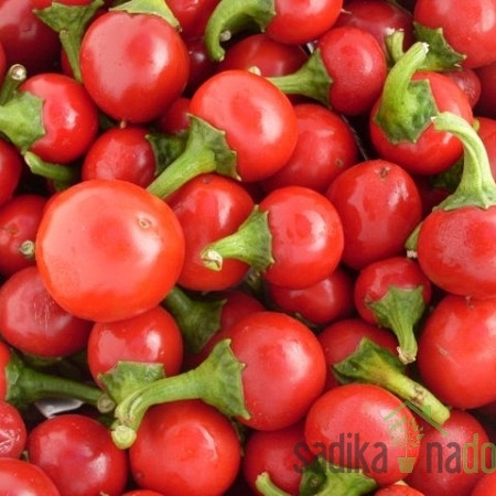 Seme Čili Red Cherry Small A553