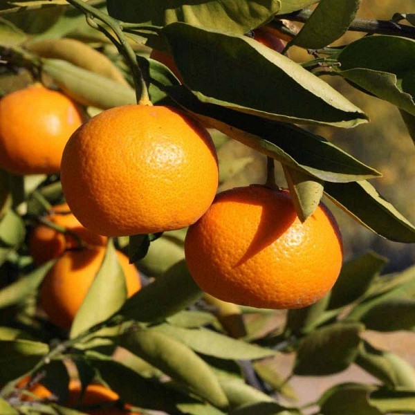 Mandarina Kuno