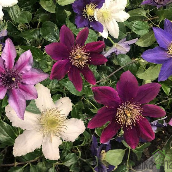 Srobot (clematis)