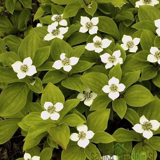 Kanadski dren (Cornus canadensis)