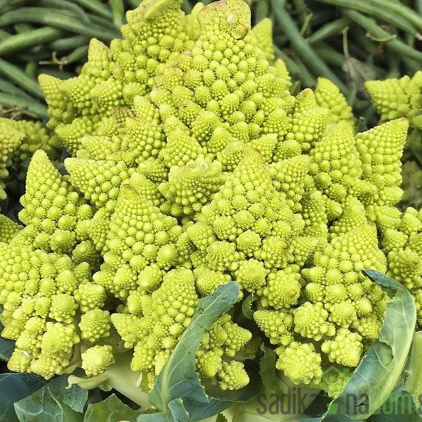 Cvetača Romanesco - križanec brokoli/cvetača