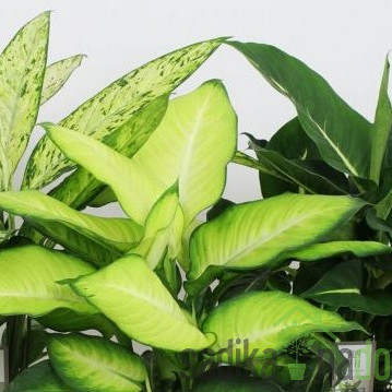 Dieffenbachia Luxe 