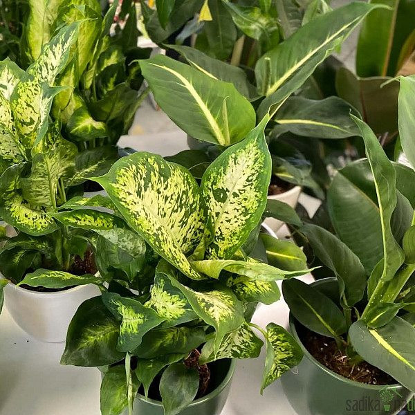 Difenbahija (Dieffenbachia) 