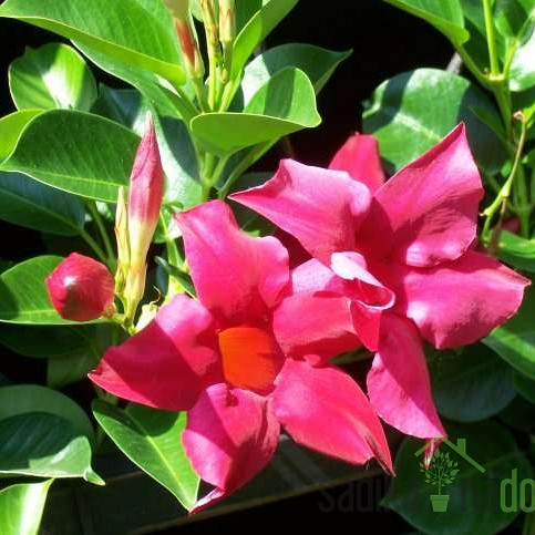 Dipladenija (Mandevilla sp.)