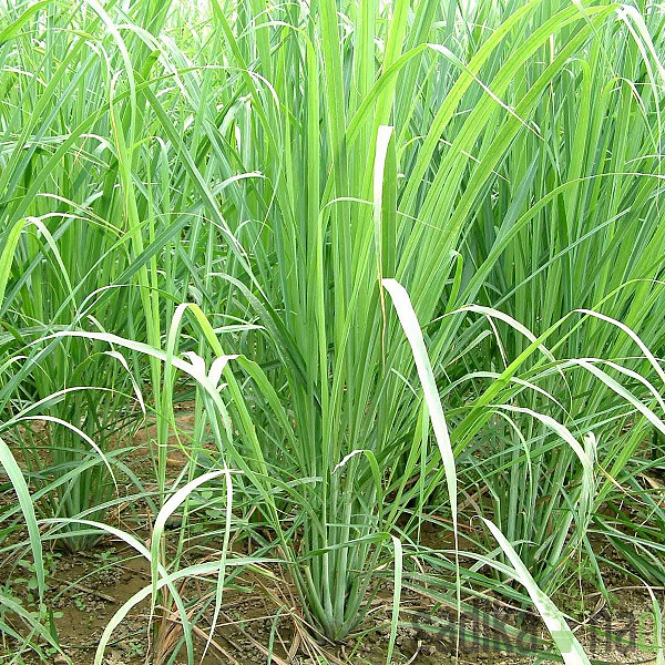 Dišavnica Limonska trava