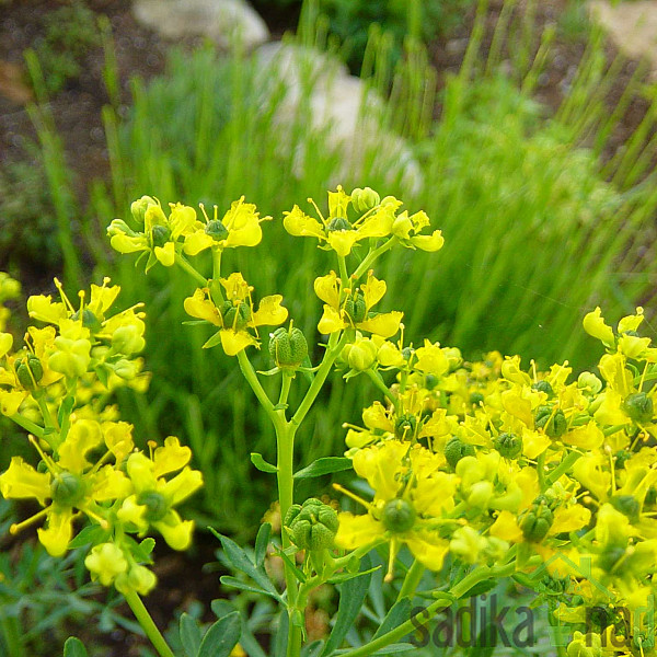 Dišavnica Vinska rutica - ODGANJA VOLUHARJA IN MRČES