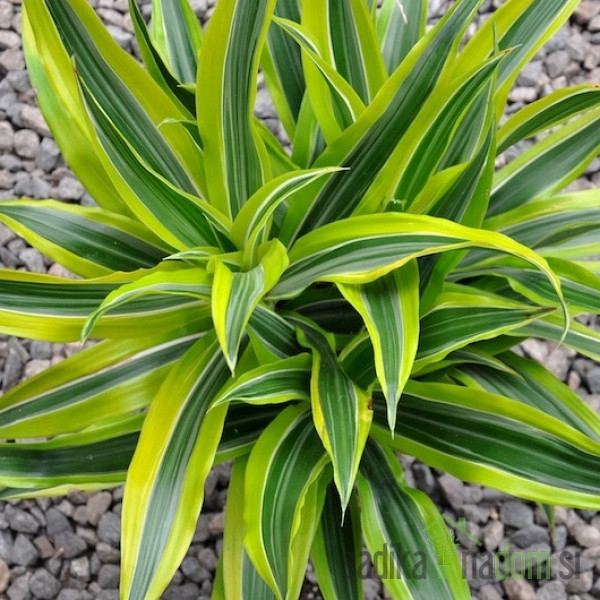 Dracaena fragrans ‘Lemon Lime’