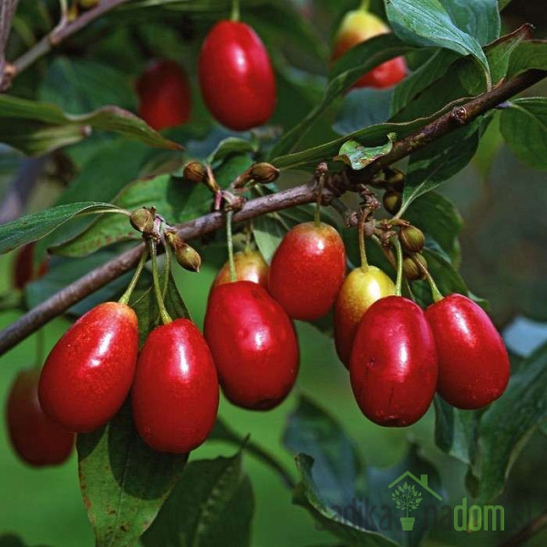 Rumeni dren cepljeni Jolico