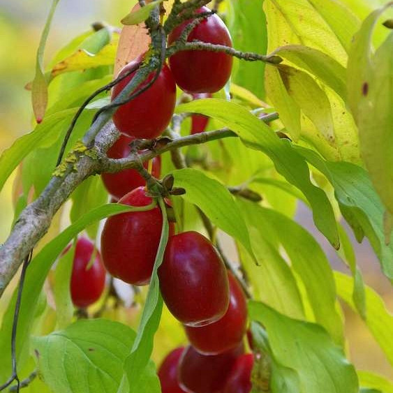 Rumeni dren cepljeni Schonbrunner