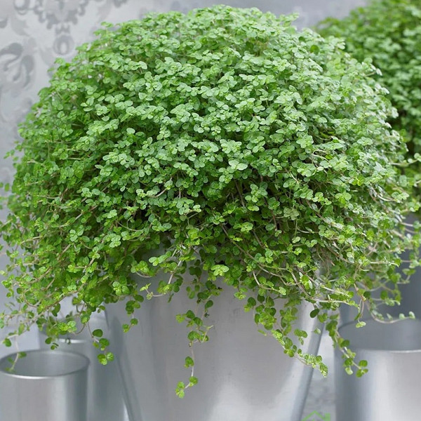 Družinska sreča (Soleirolai Soleirolii)