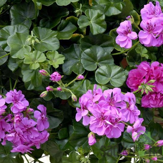Dvojna/polnjena bršljanka (Pelargonium peltatum)