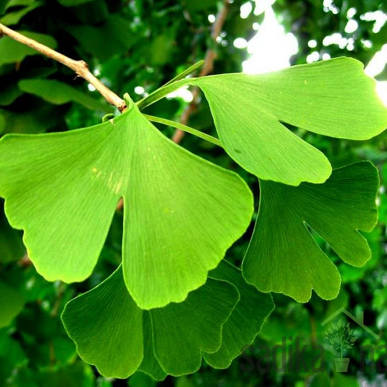 Dvokrpi ginko (Ginkgo Biloba)