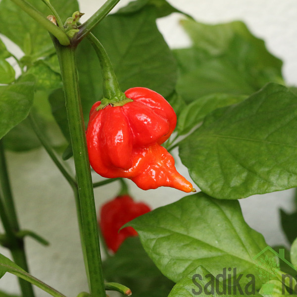 Feferon čili Trinidad scorpion red - HUD HUD