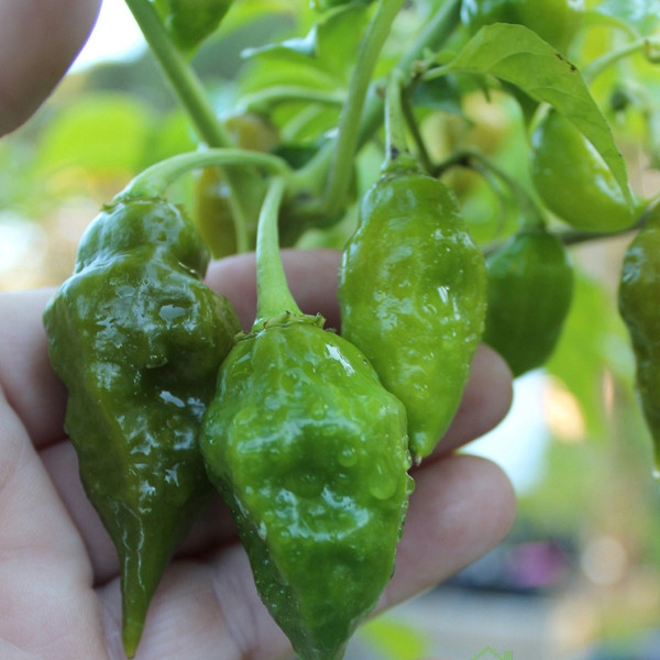 Feferon čili Trinidad Scorpion Green