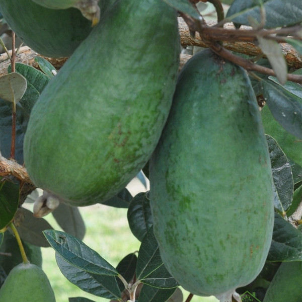 Feijoa / Fejoja Apollo ((Feijoa sellowiana))