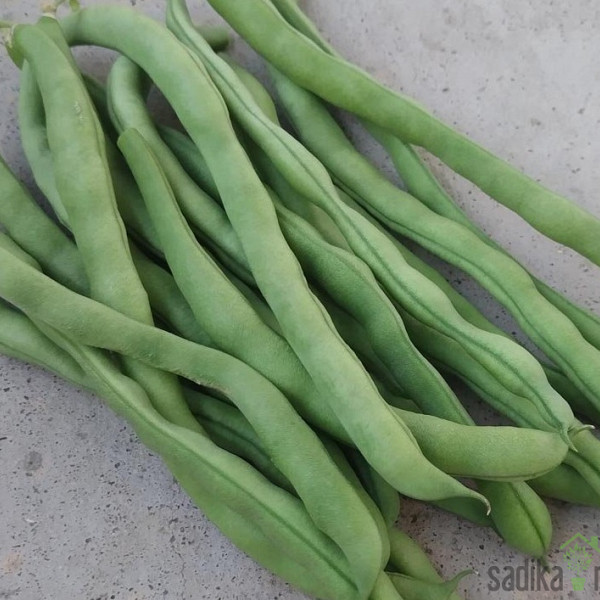 Seme Fižol Cannelino