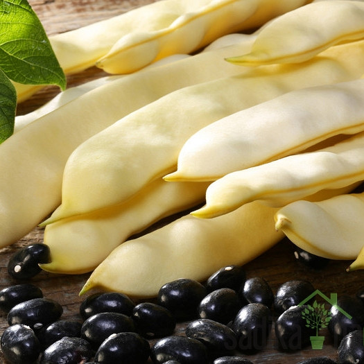 Seme Fižol Barianec